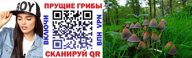 Псилоцибиновые грибы Cubensis  цена   Алупка 